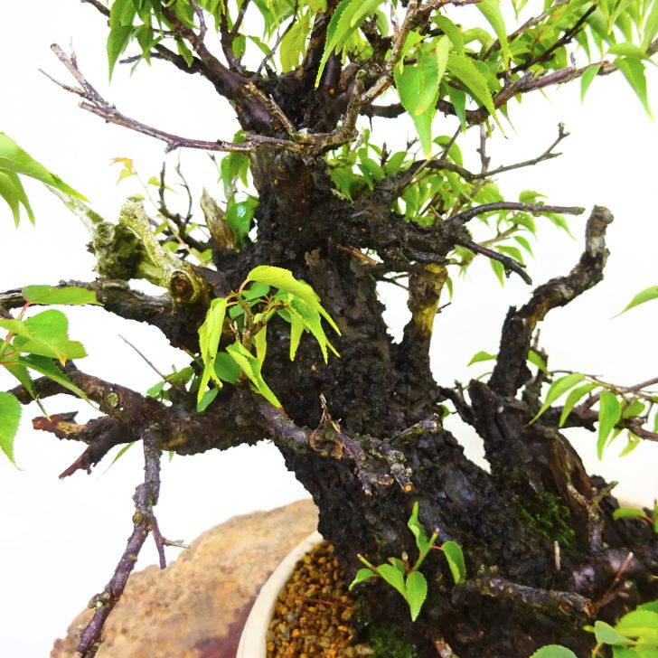 盆栽 梅 甲州野梅 樹高 約 36cm うめ Prunus mume ウメ 花梅 バラ科