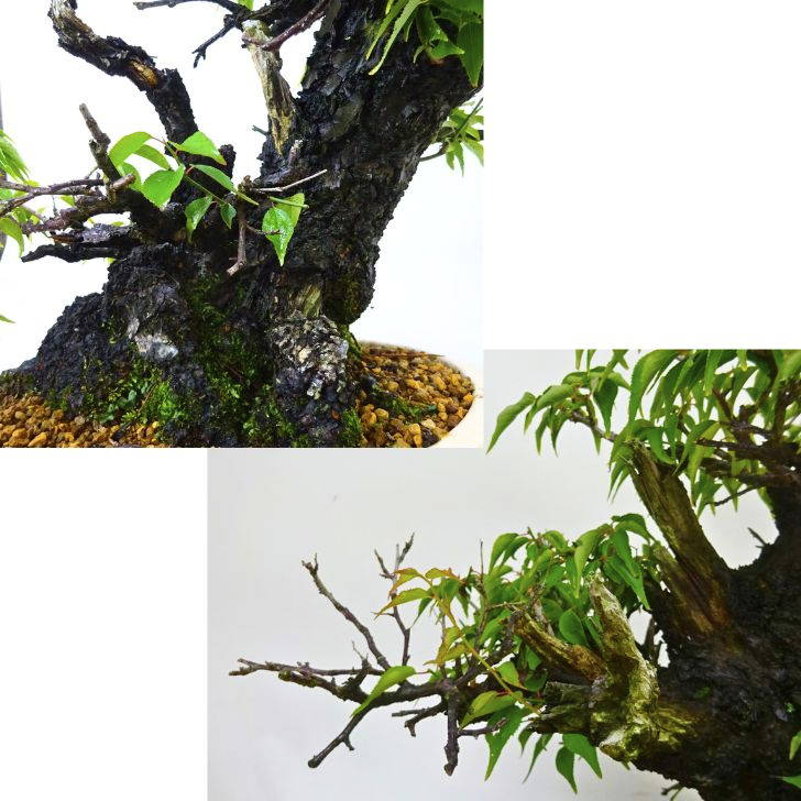 盆栽 梅 甲州野梅 樹高 約 36cm うめ Prunus mume ウメ 花梅 バラ科