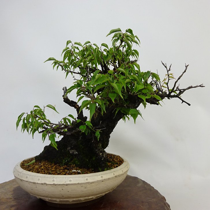 盆栽 梅 甲州野梅 樹高 約 36cm うめ Prunus mume ウメ 花梅 バラ科