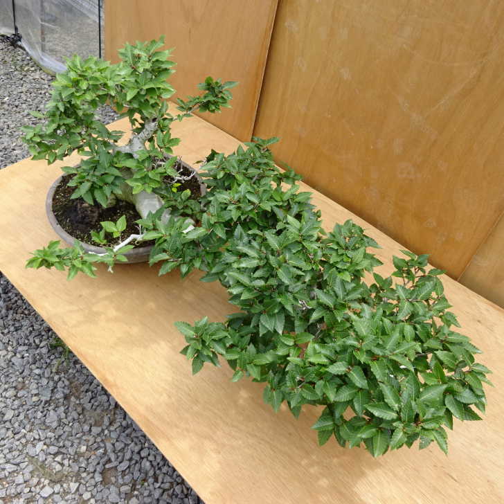 盆栽 山毛欅 樹高 約49cm ぶな Fagus crenata ブナ ブナ科 落葉樹 観賞