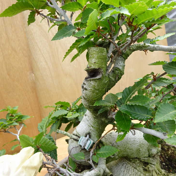 盆栽 山毛欅 樹高 約49cm ぶな Fagus crenata ブナ ブナ科 落葉樹 観賞