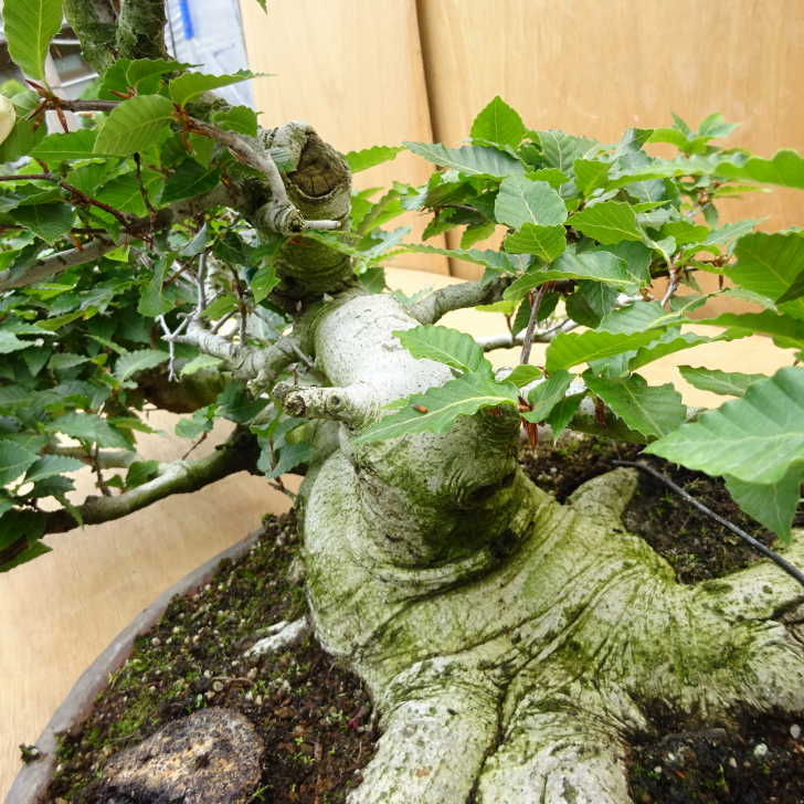 盆栽 山毛欅 樹高 約49cm ぶな Fagus crenata ブナ ブナ科 落葉樹 観賞