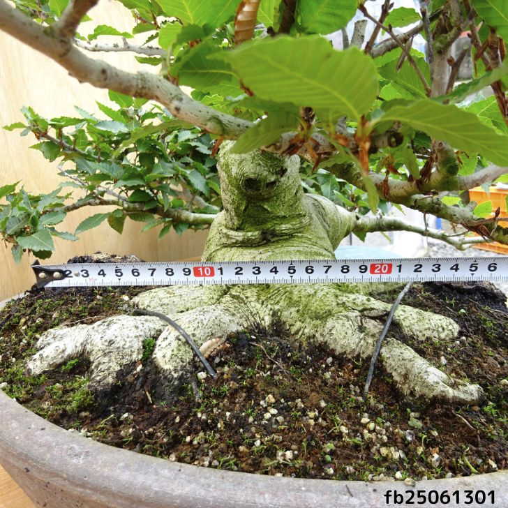 盆栽 山毛欅 樹高 約49cm ぶな Fagus crenata ブナ ブナ科 落葉樹 観賞