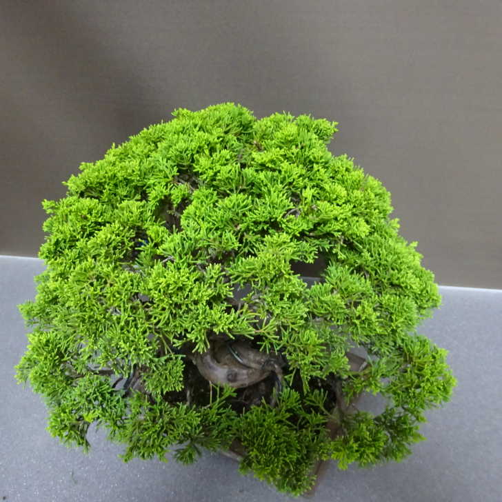 盆栽 真柏 樹高 約26cm しんぱく Juniperus chinensis シンパク “ジン