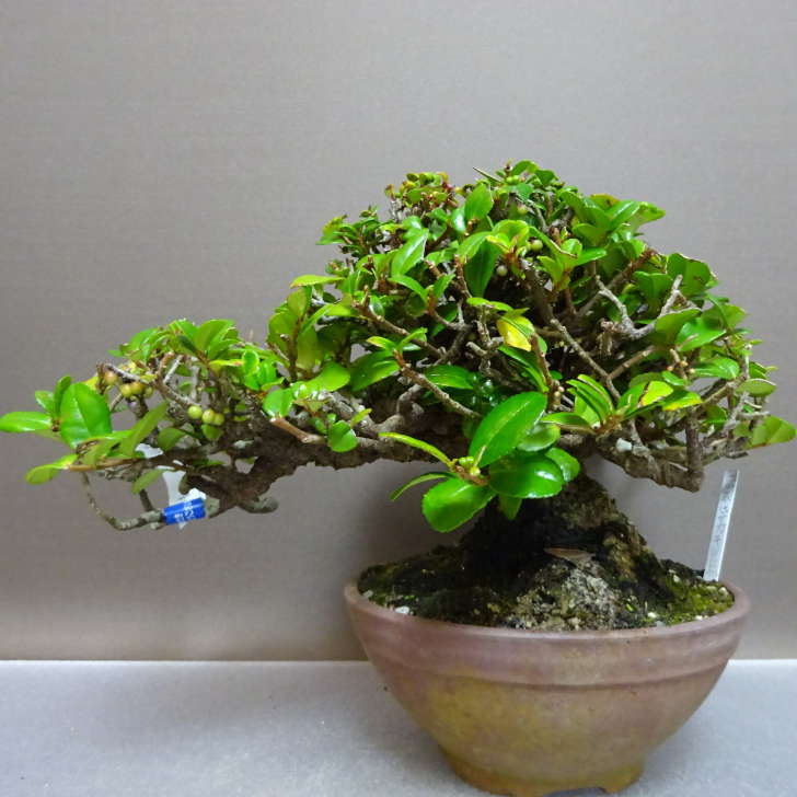 盆栽 姫榊 樹高 約25.5cm ひさかき Eurya japonica var. ヒサカキ