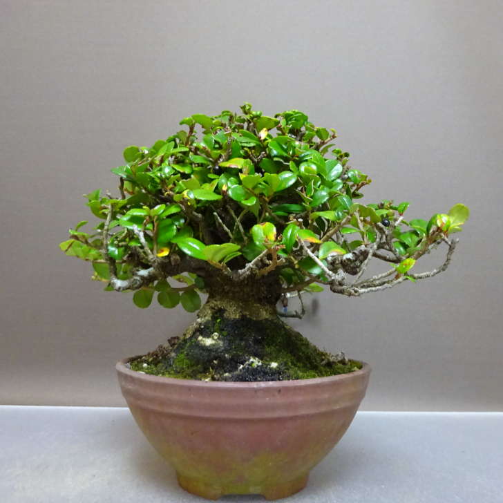 盆栽 姫榊 樹高 約25.5cm ひさかき Eurya japonica var. ヒサカキ