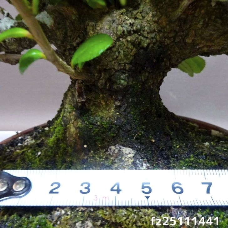 自然な樹形が美しい 山採りの ヒサカキ 675 樹高1.2m位 ヒメサカキ 姫榊 自然な樹形が美しい 山採りの ヒサカキ 646 樹高1.4m位 ヒメサカキ