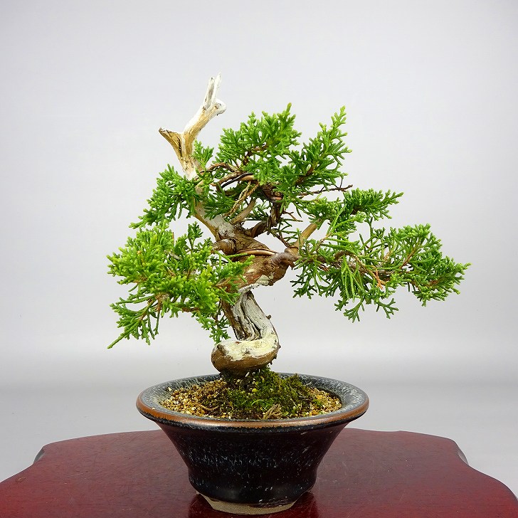 盆栽 真柏 樹高 約17cm しんぱく Juniperus chinensis シンパク
