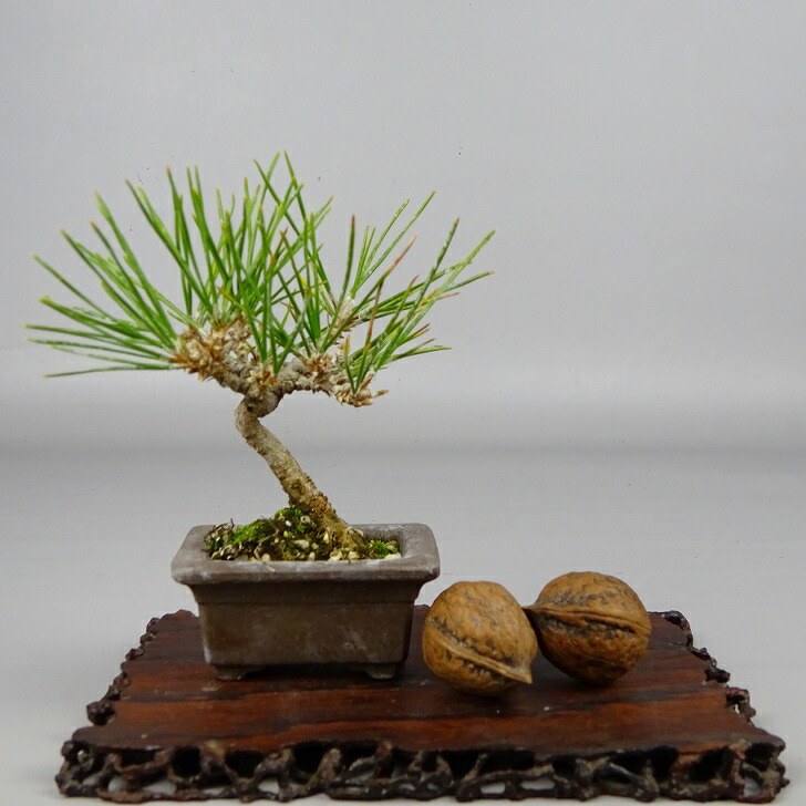 盆栽 松 黒松 ミニ盆栽 樹高 約10cm くろまつ Pinus thunbergii 