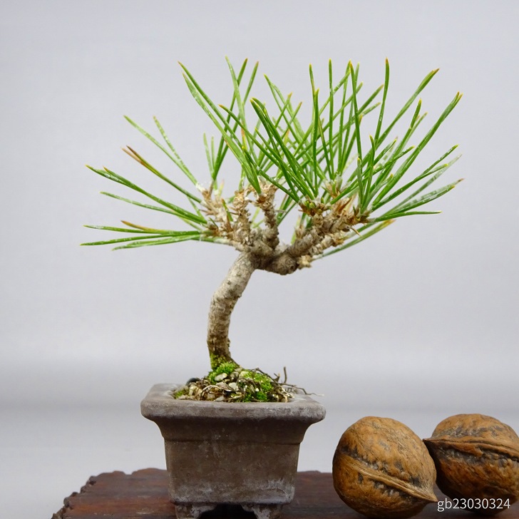 盆栽 松 黒松 ミニ盆栽 樹高 約10cm くろまつ Pinus thunbergii