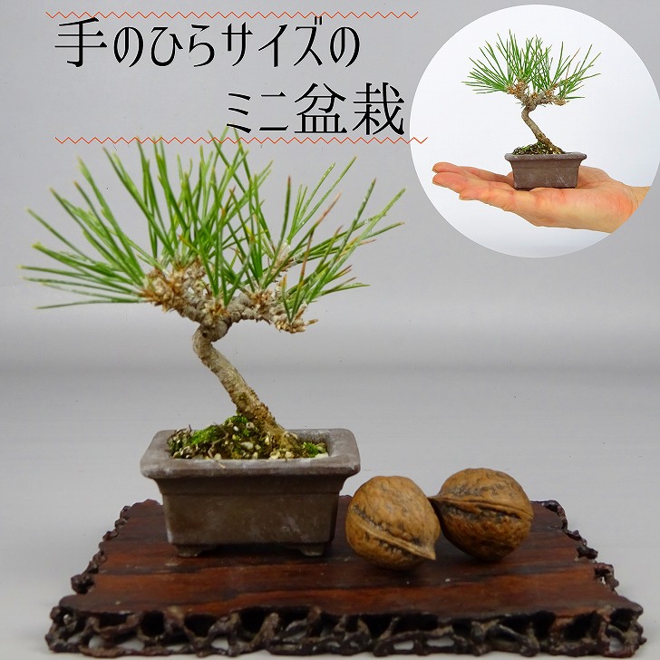 盆栽 松 黒松 ミニ盆栽 樹高 約10cm くろまつ Pinus thunbergii 