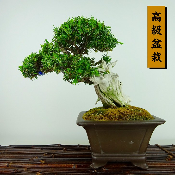 盆栽 松 杜松 樹高 約19cm としょう 高級盆栽 Juniperus rigida 