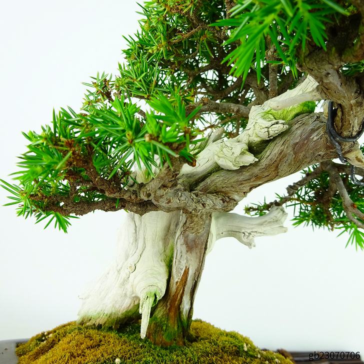 盆栽 松 杜松 樹高 約19cm としょう 高級盆栽 Juniperus rigida