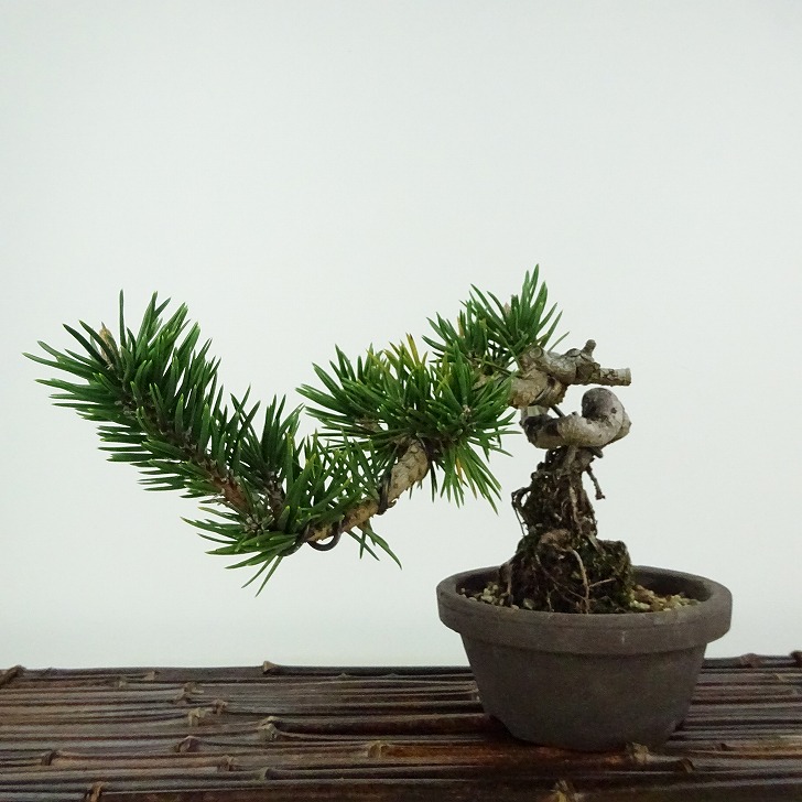 盆栽 松 寸松 黒松 樹高 約12cm くろまつ Pinus thunbergii クロマツ