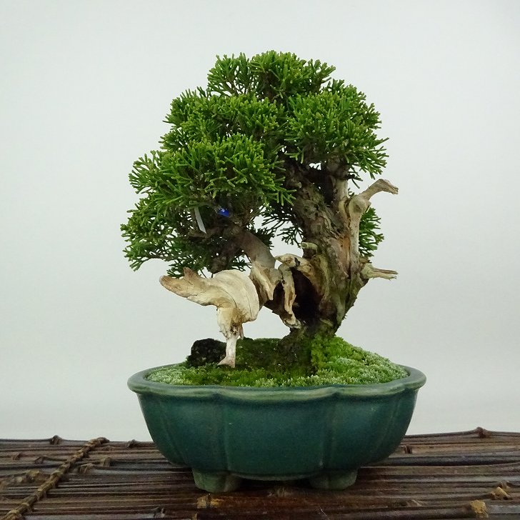 盆栽 真柏 樹高 約19cm しんぱく Juniperus chinensis シンパク “ジン