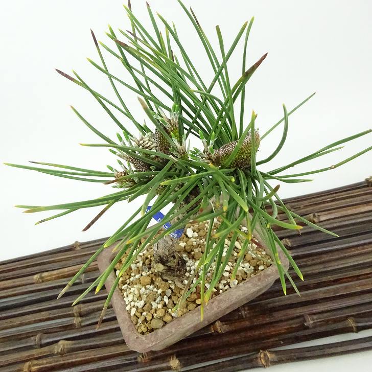 黒松　古木　樹高30cm 中品サイズ gb24011501_1.jpg?fitin=720:720