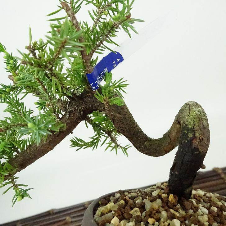 盆栽 松 杜松 樹高 約10cm としょう Juniperus rigida トショウ ヒノキ