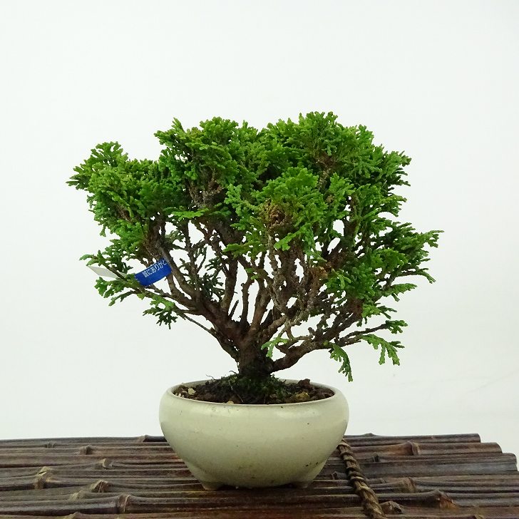 盆栽 桧 津山桧 樹高 約13cm つやまひのき Chamaecyparis obtusa