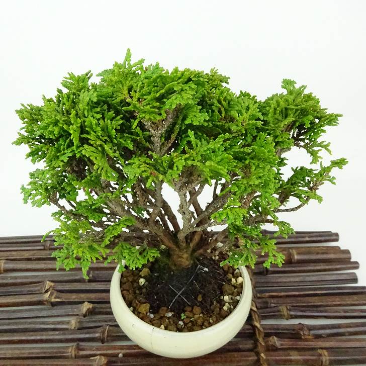 盆栽 桧 津山桧 樹高 約13cm つやまひのき Chamaecyparis obtusa