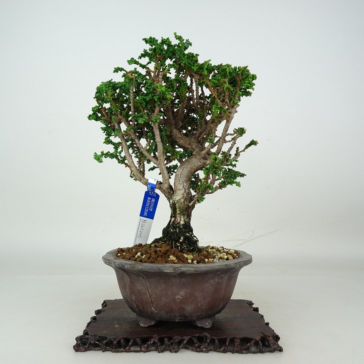 盆栽 桧 石化桧 樹高 約23cm せっかひのき Chamaecyparis obtusa 