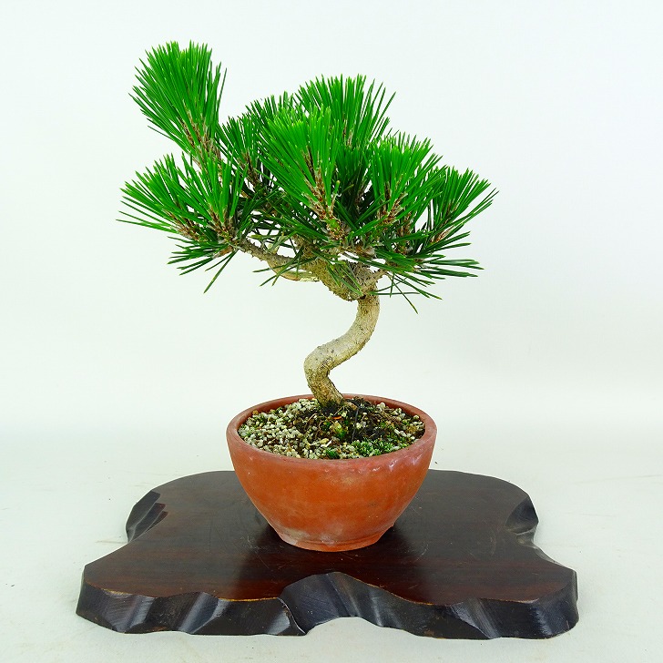 盆栽 松 黒松 千寿丸 樹高 約21cm くろまつ Pinus thunbergii クロマツ