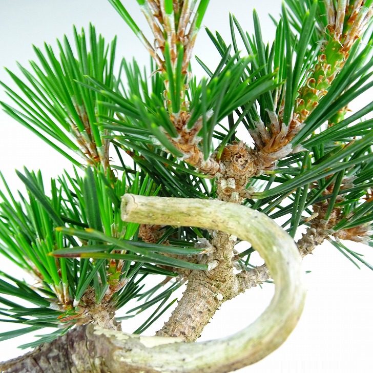 盆栽 松 黒松 千寿丸 樹高 約21cm くろまつ Pinus thunbergii クロマツ