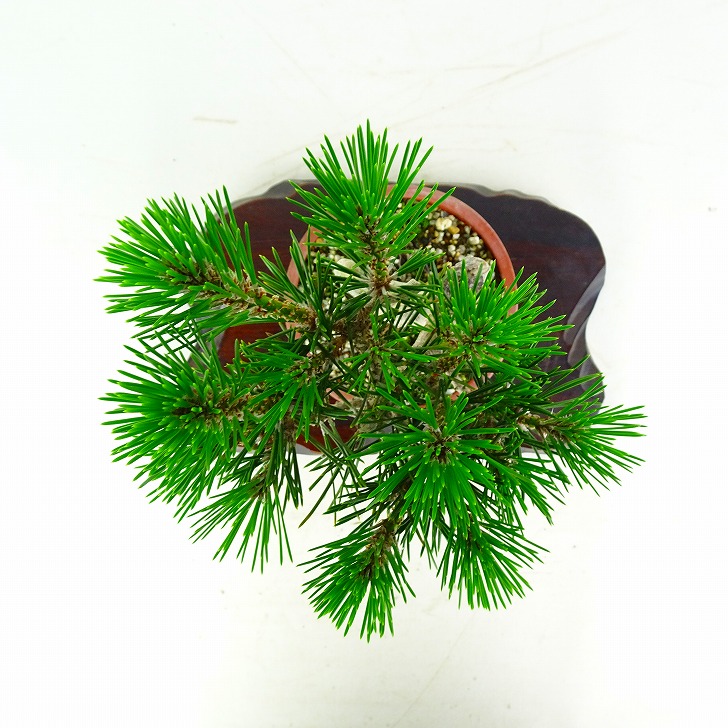 盆栽 松 黒松 千寿丸 樹高 約21cm くろまつ Pinus thunbergii クロマツ