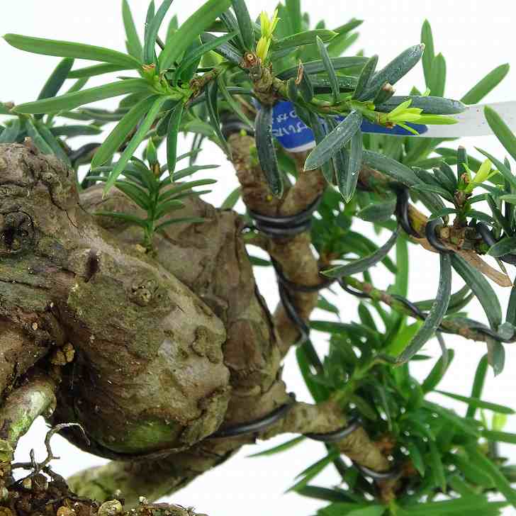 楽天 盆栽 一位 いちい Taxus cuspidata イチイ “ジン シャリ” イチイ