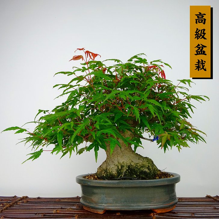 盆栽 紅葉 樹高 約21cm もみじ 高級盆栽 Acer palmatum モミジ カエデ 