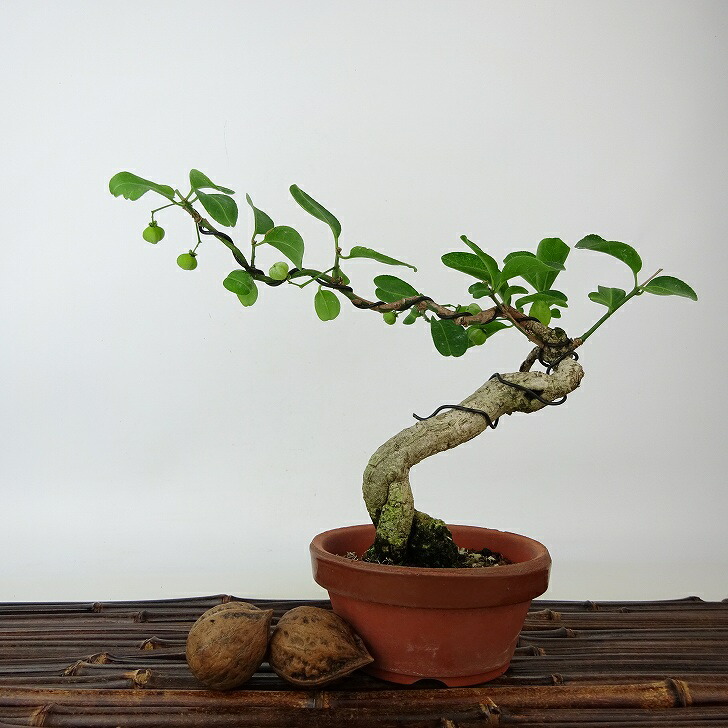 盆栽 真弓 樹高 約13cm まゆみ Euonymus sieboldianus マユミ 実物