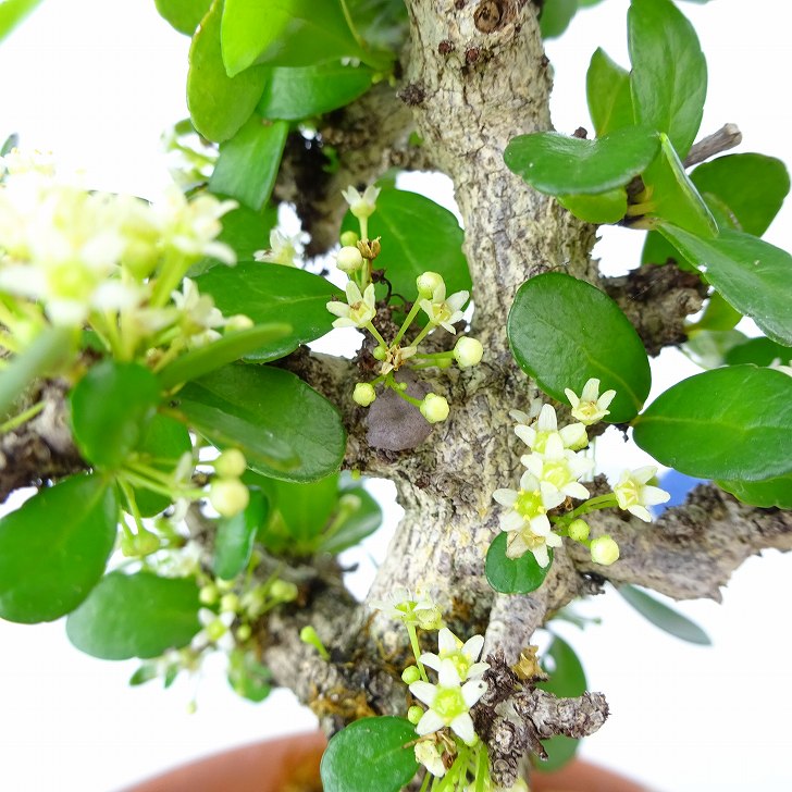 盆栽 針蔓柾 樹高 約14cm はりつるまさき ハリツルマサキ 花物 半つる性 ニシキギ科 ハリツルマサキ属 常緑樹 観賞用 小品 現品 :  251-23100-02 : はニわ株式会社 Yahoo!ショップ - 通販 - Yahoo!ショッピング