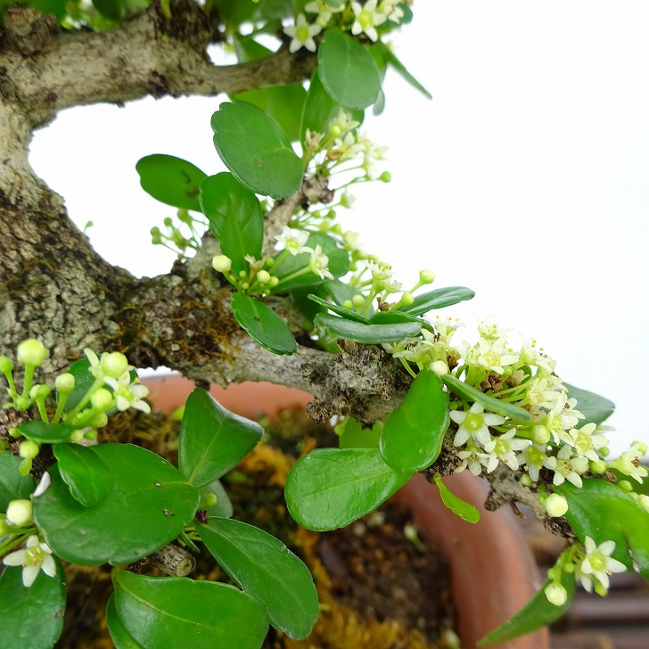 盆栽 針蔓柾 樹高 約14cm はりつるまさき ハリツルマサキ 花物 半つる性 ニシキギ科 ハリツルマサキ属 常緑樹 観賞用 小品 現品 :  251-23100-02 : はニわ株式会社 Yahoo!ショップ - 通販 - Yahoo!ショッピング