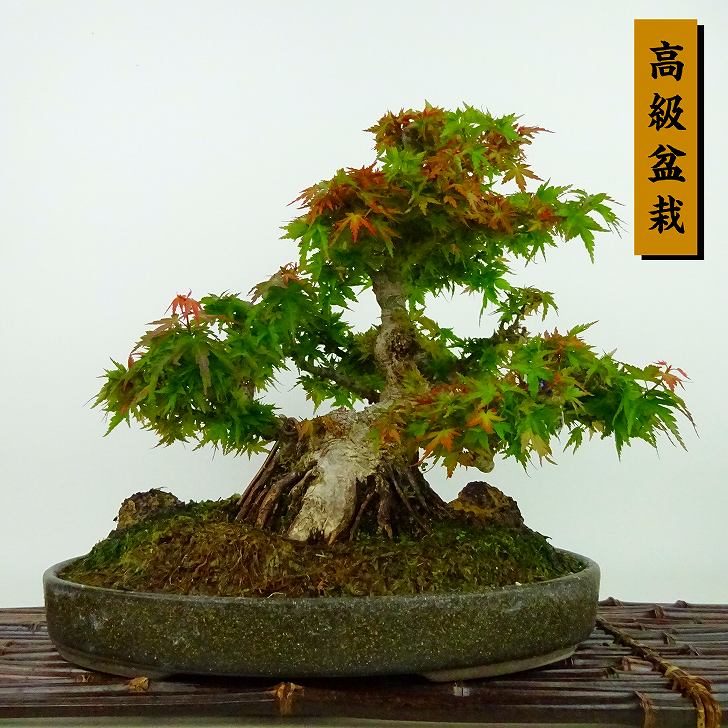 盆栽 紅葉 琴姫 樹高 約23cm もみじ 高級盆栽 Acer palmatum モミジ 