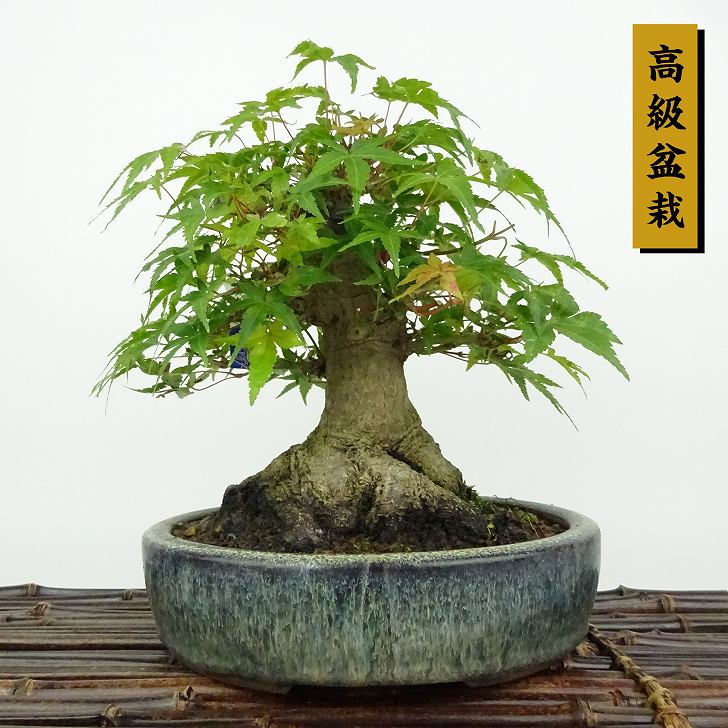 盆栽 紅葉 樹高 約18cm もみじ 高級盆栽 Acer palmatum モミジ カエデ科 落葉樹 観賞用 小品 現品 :  412-232000-04 : はニわ株式会社 Yahoo!ショップ - 通販 - Yahoo!ショッピング