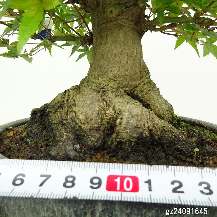 盆栽 紅葉 樹高 約18cm もみじ 高級盆栽 Acer palmatum モミジ カエデ