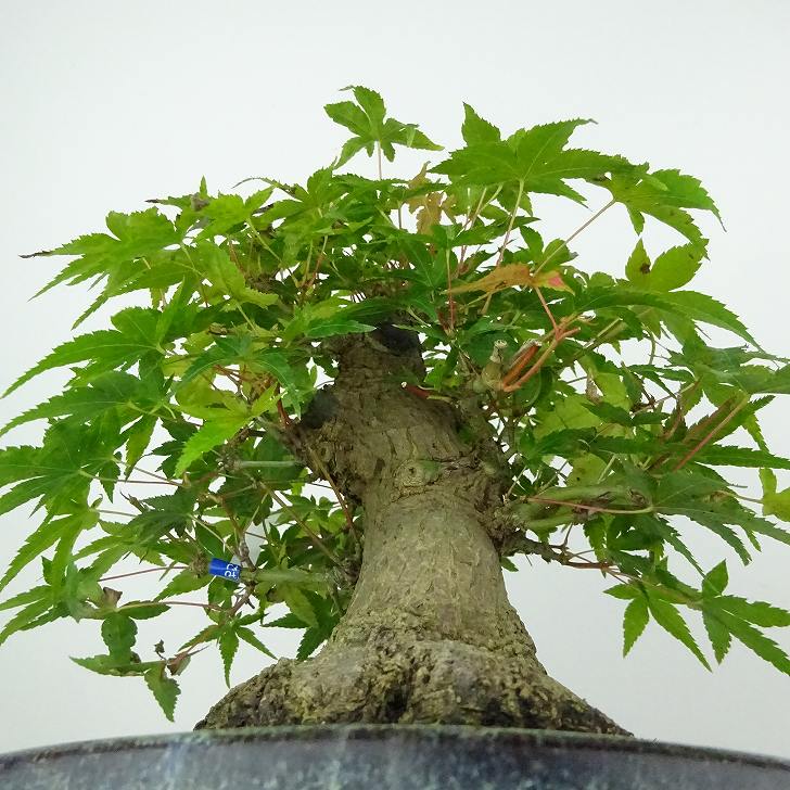 盆栽 紅葉 樹高 約18cm もみじ 高級盆栽 Acer palmatum モミジ カエデ科 落葉樹 観賞用 小品 現品 :  412-232000-04 : はニわ株式会社 Yahoo!ショップ - 通販 - Yahoo!ショッピング