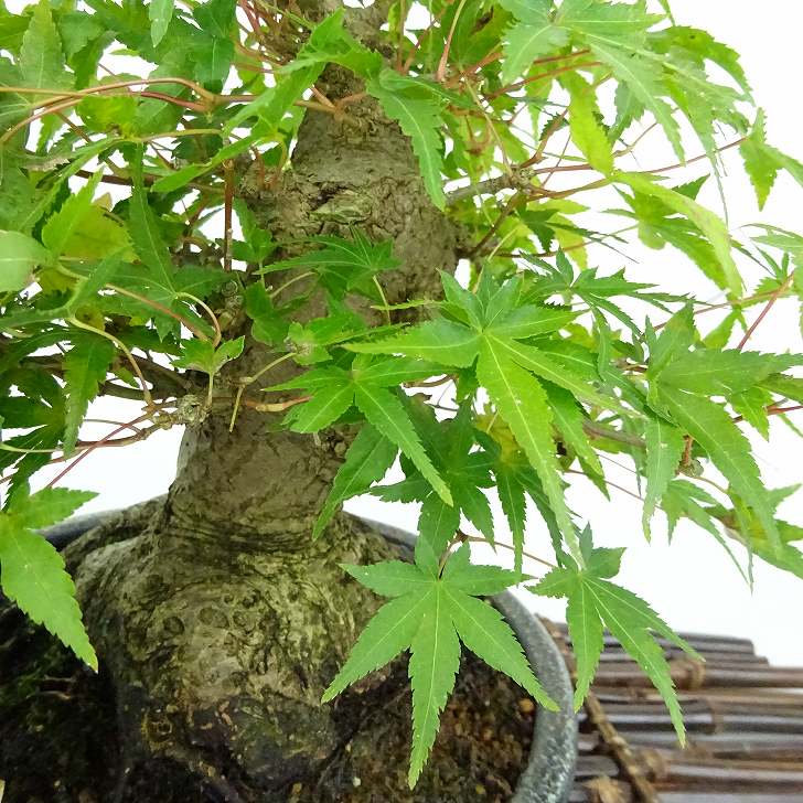 盆栽 紅葉 樹高 約18cm もみじ 高級盆栽 Acer palmatum モミジ