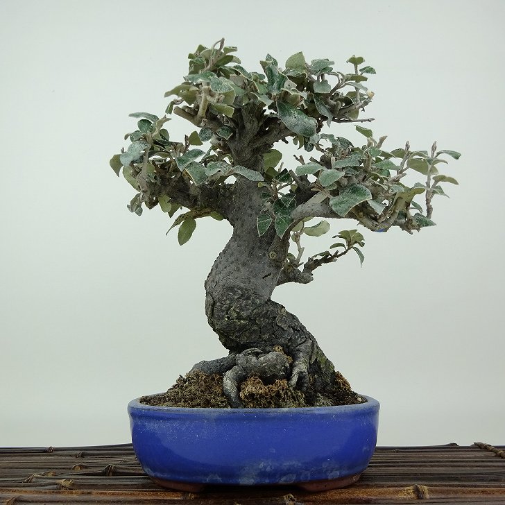盆栽 寒茱萸 樹高 約20cm かんぐみ Elaeagnus カングミ グミ科