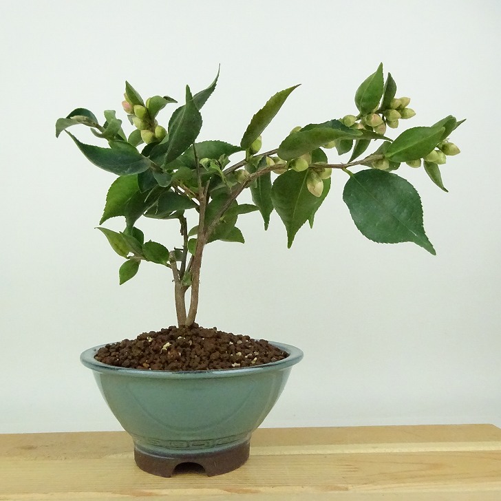 盆栽 椿 ワーリンガーベル 樹高 約18cm つばき Camellia japonica