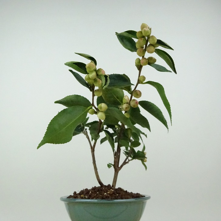 盆栽 椿 ワーリンガーベル 樹高 約18cm つばき Camellia japonica