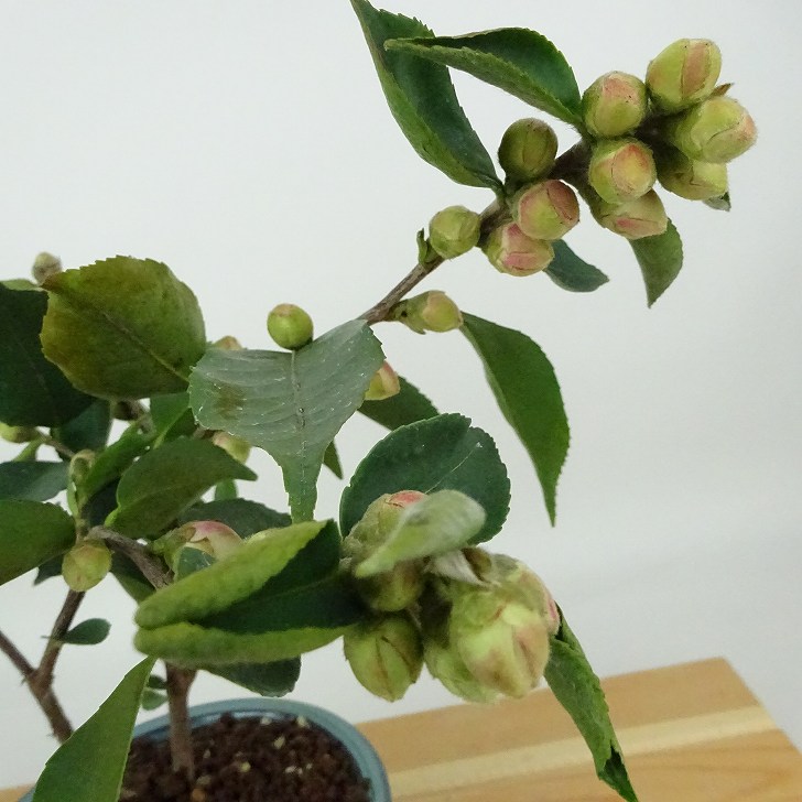 盆栽 椿 ワーリンガーベル 樹高 約18cm つばき Camellia japonica
