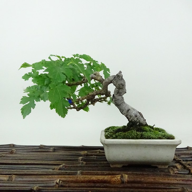 盆栽 桑 樹高 約11cm くわ Morus australis クワ クワ科 落葉樹