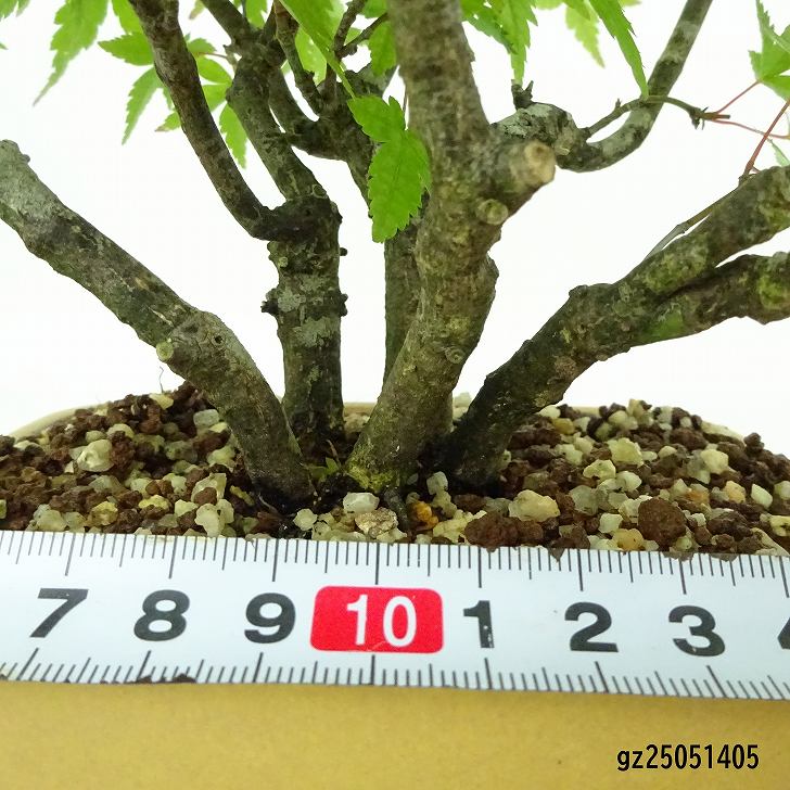 盆栽 紅葉 樹高 約16cm もみじ Acer palmatum モミジ カエデ科 落葉樹