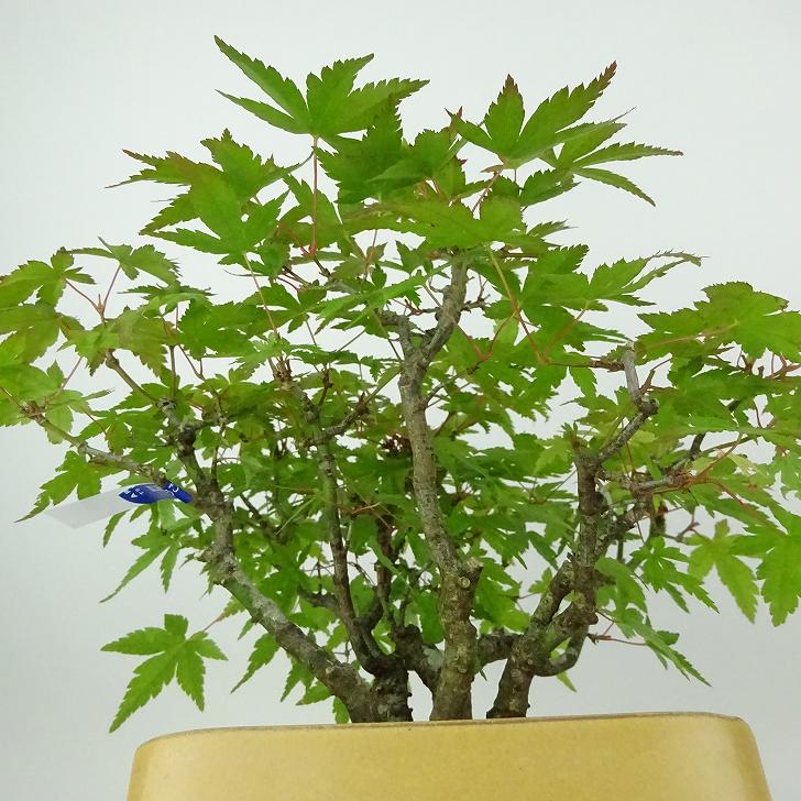 盆栽 紅葉 樹高 約16cm もみじ Acer palmatum モミジ カエデ科 落葉樹