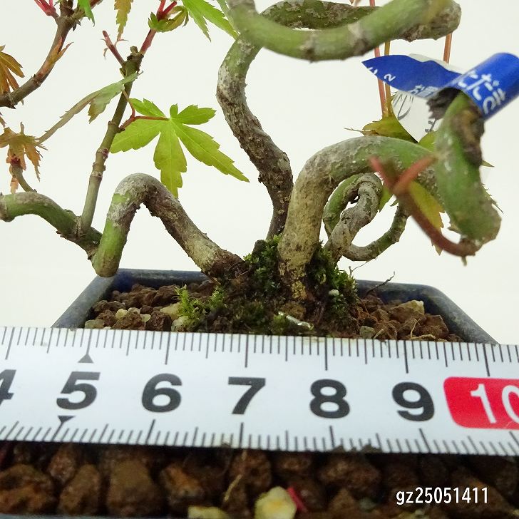 盆栽 紅葉 樹高 約21cm もみじ 高級盆栽 Acer palmatum モミジ