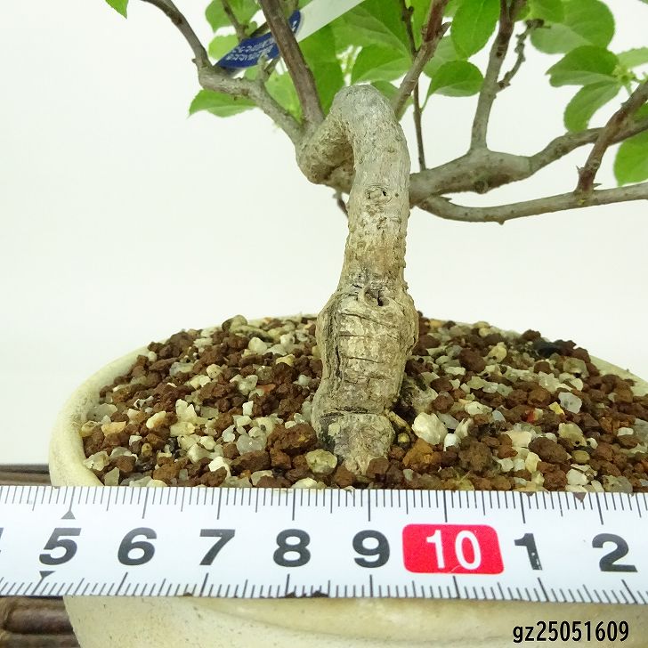 盆栽 蔓梅擬 樹高 約18cm つるうめもどき ツルウメモドキ つる性