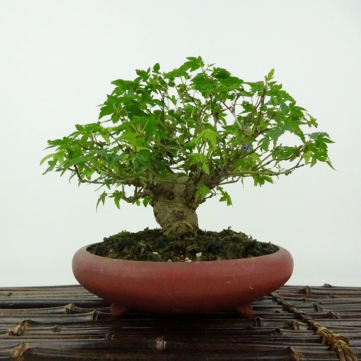 盆栽 紅葉 樹高 約14cm もみじ Acer palmatum モミジ カエデ科