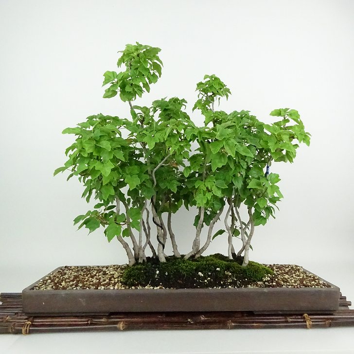 盆栽 楓 宮様楓 樹高 約37cm かえで Acer カエデ 紅葉 寄せ カエデ科 