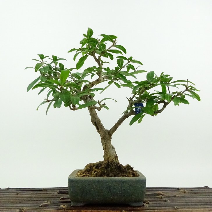 盆栽 石榴 樹高 約22cm ざくろ Punica granatum ザクロ ミソハギ科