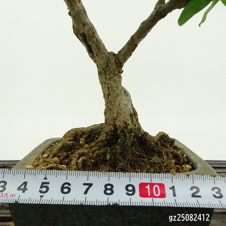ざくろ　盆栽　樹齢60年 盆栽 石榴 樹高 約22cm ざくろ Punica granatum ザクロ ミソハギ科